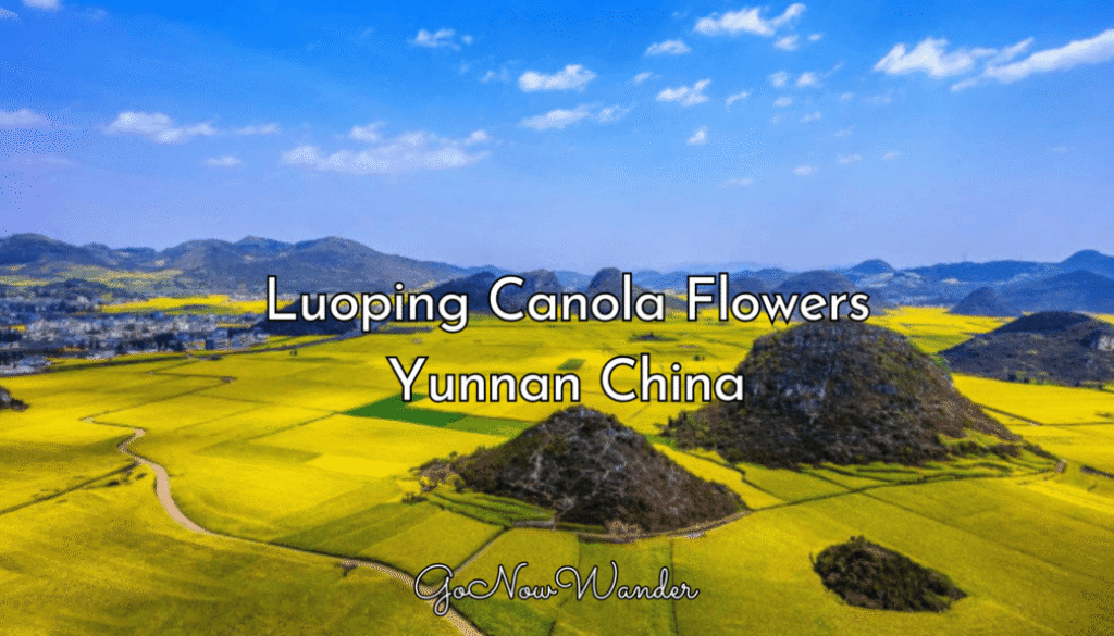 Luoping Canola Flowers Ultimate Travel Guide